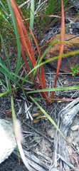 Tritonia flabellifolia