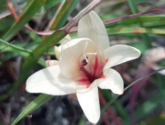 Tritonia flabellifolia