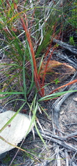 Tritonia flabellifolia