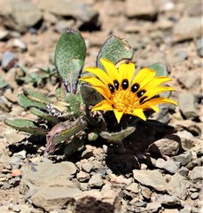 Gazania heterochaeta
