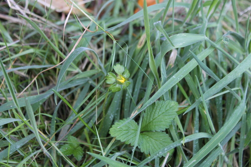 Potentilla indica image