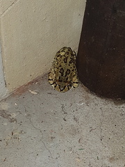 Sclerophrys poweri