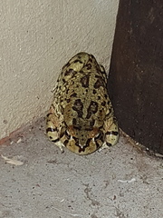 Sclerophrys poweri