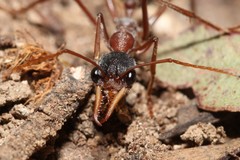 Myrmecia nigriceps