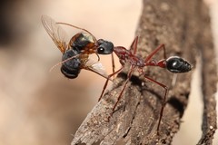 Myrmecia nigriceps