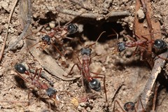 Myrmecia nigriceps