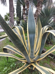 Agave