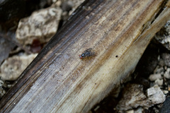 Scholastes lonchifer