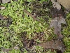 Selaginella apoda