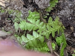 Selaginella apoda
