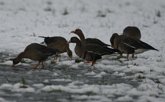 Anser albifrons albifrons