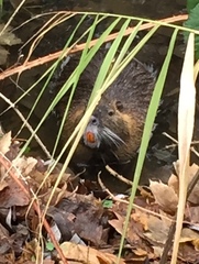 Myocastor coypus