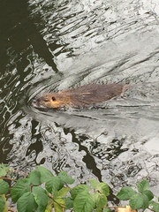 Myocastor coypus