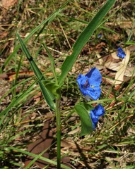 Commelina lanceolata