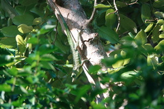 Anolis garmani