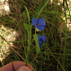 Commelina lanceolata