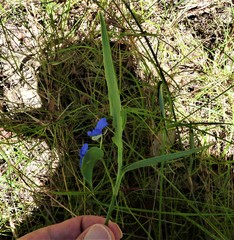 Commelina lanceolata