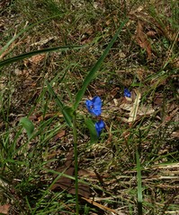 Commelina lanceolata