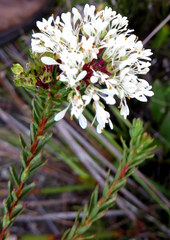 Agathosma bifida