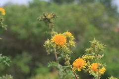 Berkheya heterophylla radiata