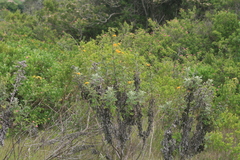 Berkheya heterophylla radiata