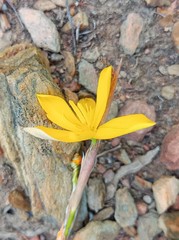 Moraea virgata