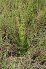 Crassula capitella capitella