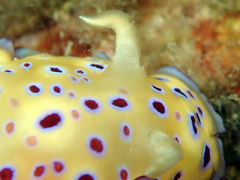 Goniobranchus kuniei