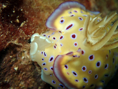 Goniobranchus kuniei