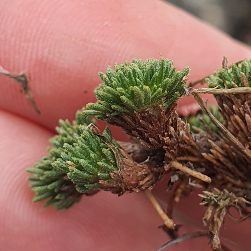 Image of Leptinella goyenii by (c) Katie Jenkins, some rights reserved (CC BY)