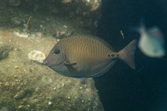 Prionurus maculatus