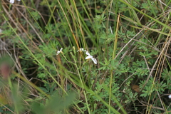 Jamesbrittenia maritima