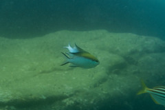 Chromis nitida