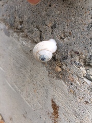 Pseudotrachia vittata