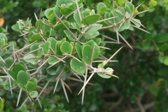Dovyalis rotundifolia