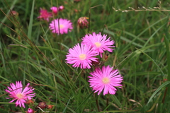 Lampranthus lavisii