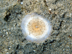 Marginopora vertebralis