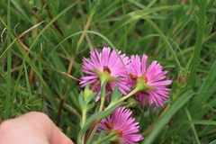 Lampranthus lavisii