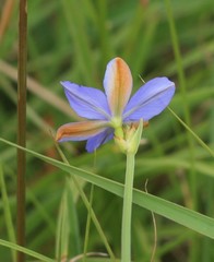 Aristea abyssinica
