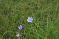 Aristea abyssinica