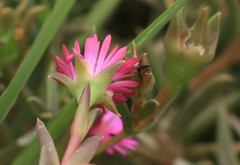 Delosperma sulcatum