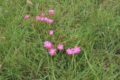 Lampranthus lavisii