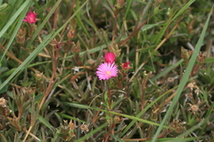 Delosperma sulcatum