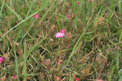 Delosperma sulcatum