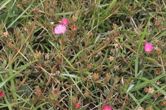 Delosperma sulcatum