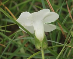 Thunbergia atriplicifolia