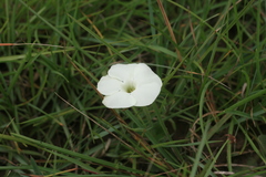 Thunbergia atriplicifolia