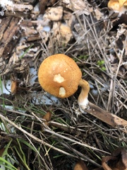 Gymnopilus bellulus