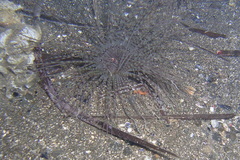 Pachycerianthus solitarius
