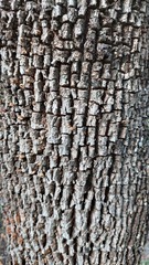 Sideroxylon obtusifolium